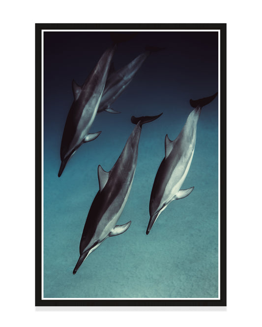 Dolphins 01