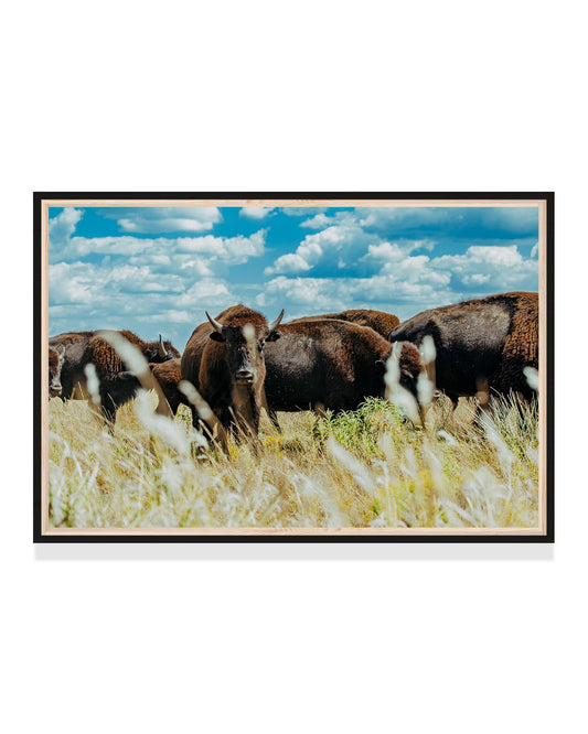 Bison