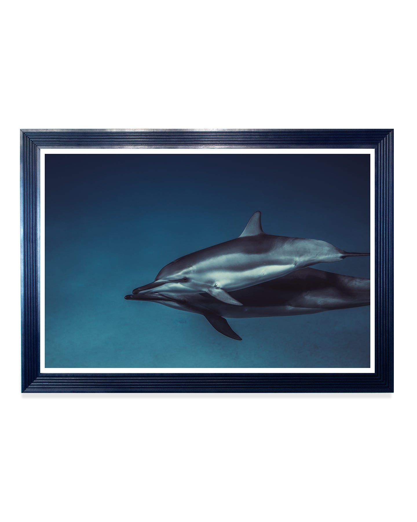 Dolphins 02