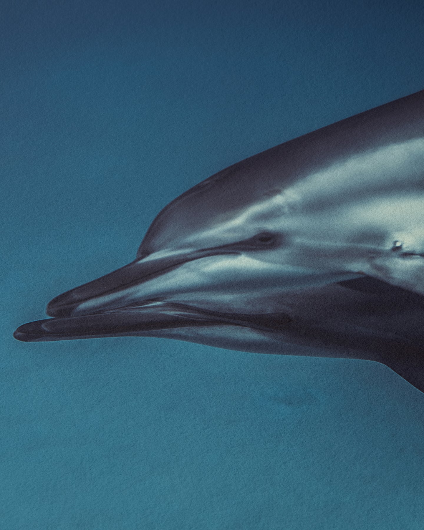 Dolphins 02
