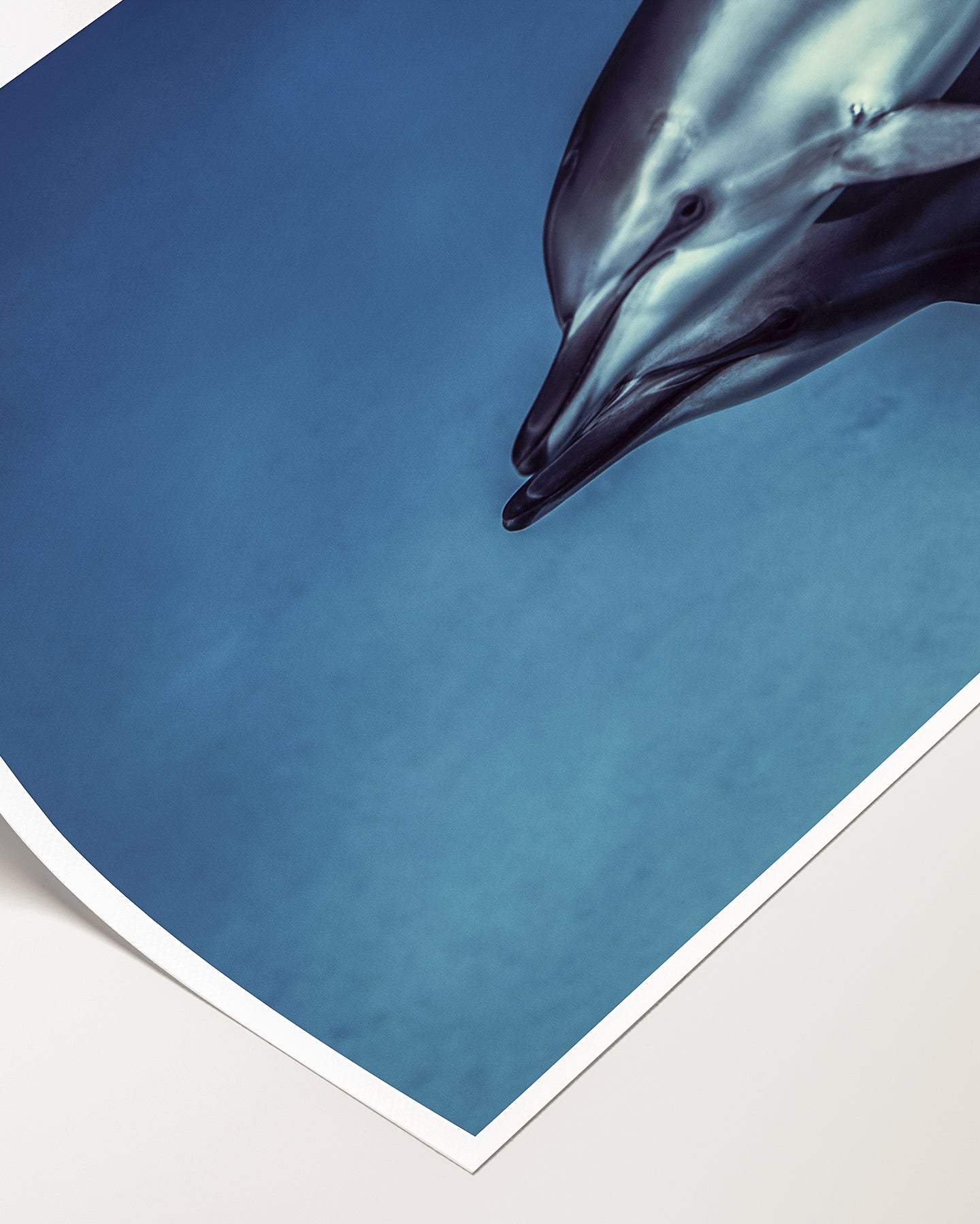 Dolphins 02