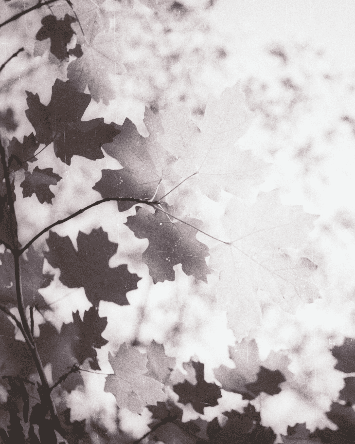 Maple Leaves, Zion NP